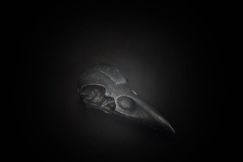 Bird skull - obrazek 3